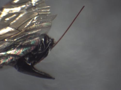 Réf. 333 268 : Phaenolobus terebrator